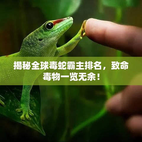 揭秘全球毒蛇霸主排名，致命毒物一覽無余！