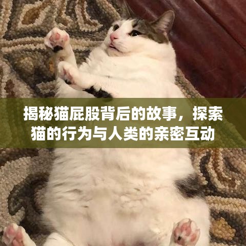 揭秘貓屁股背后的故事，探索貓的行為與人類的親密互動(dòng)