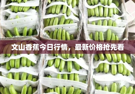 文山香蕉今日行情，最新價格搶先看
