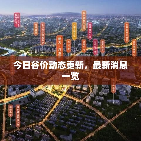 今日谷價動態(tài)更新，最新消息一覽
