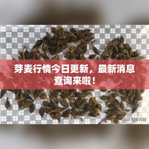 芽麥行情今日更新，最新消息查詢來啦！
