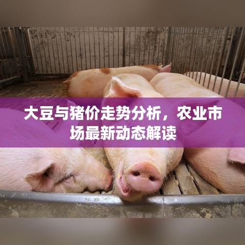 大豆與豬價(jià)走勢分析，農(nóng)業(yè)市場最新動態(tài)解讀