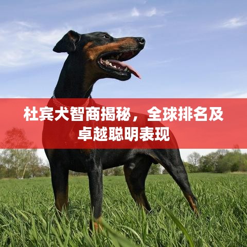 杜賓犬智商揭秘，全球排名及卓越聰明表現(xiàn)
