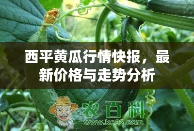 西平黃瓜行情快報(bào)，最新價(jià)格與走勢分析