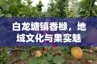 白龍?zhí)伶?zhèn)香櫞，地域文化與果實(shí)魅力的獨(dú)特探尋