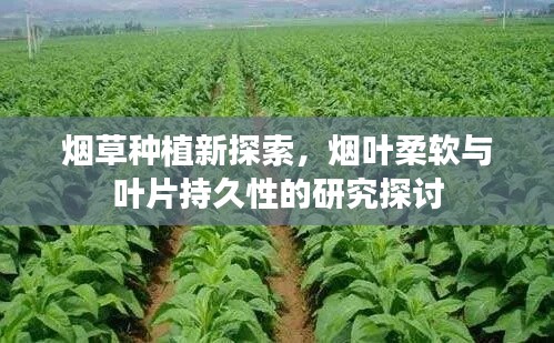 煙草種植新探索，煙葉柔軟與葉片持久性的研究探討