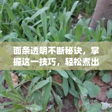 面條透明不斷秘訣，掌握這一技巧，輕松煮出完美面條！