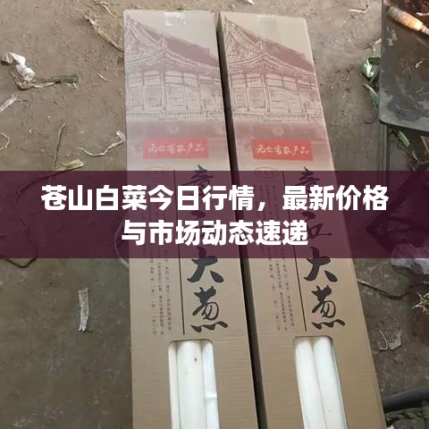 蒼山白菜今日行情，最新價(jià)格與市場(chǎng)動(dòng)態(tài)速遞