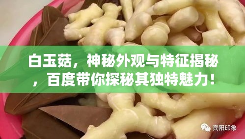 白玉菇，神秘外觀與特征揭秘，百度帶你探秘其獨特魅力！