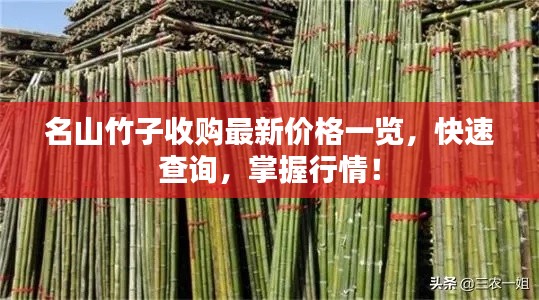 名山竹子收購最新價格一覽，快速查詢，掌握行情！