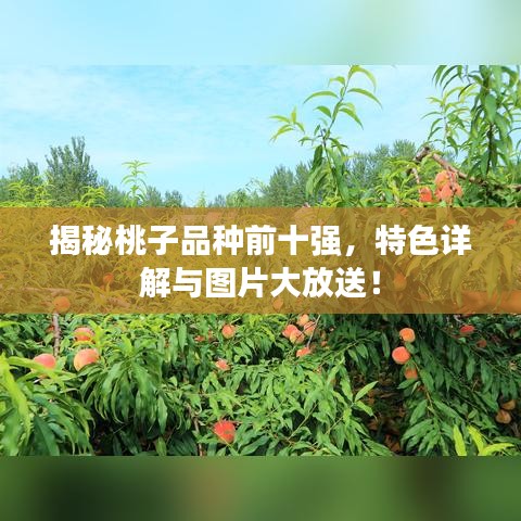 揭秘桃子品種前十強，特色詳解與圖片大放送！