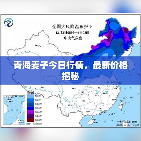 青海麥子今日行情，最新價(jià)格揭秘