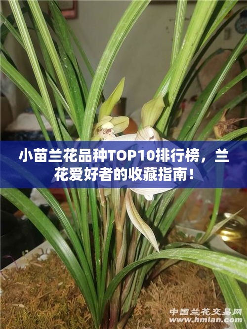 小苗蘭花品種TOP10排行榜，蘭花愛好者的收藏指南！