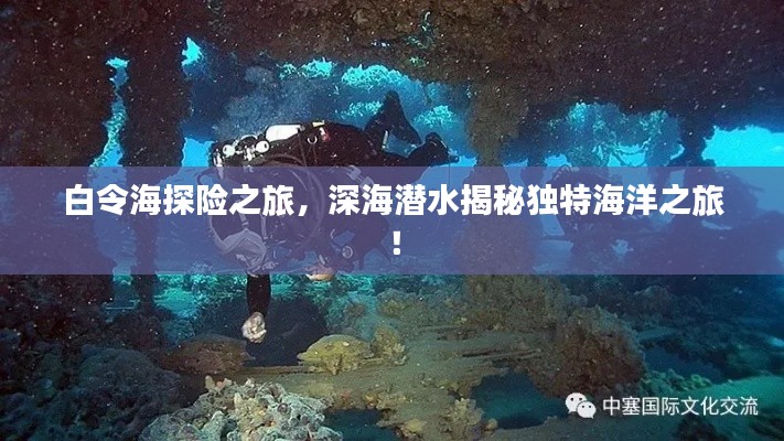白令海探險之旅，深海潛水揭秘獨特海洋之旅！