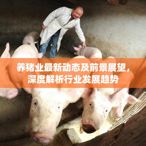 養(yǎng)豬業(yè)最新動態(tài)及前景展望，深度解析行業(yè)發(fā)展趨勢