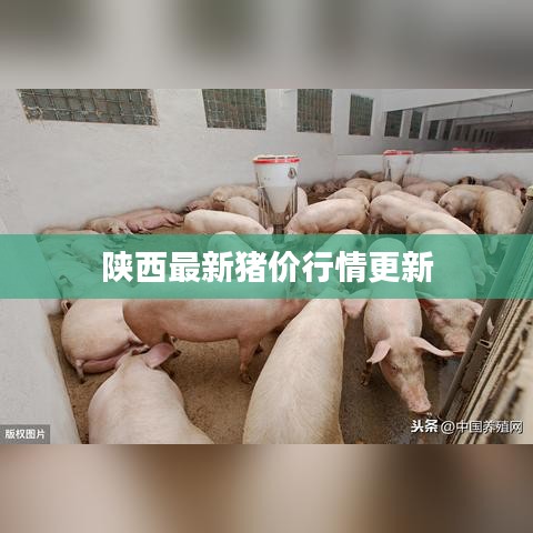 陜西最新豬價行情更新
