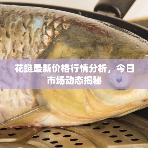 花鰱最新價(jià)格行情分析，今日市場動(dòng)態(tài)揭秘