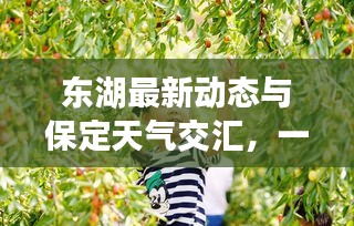 東湖最新動(dòng)態(tài)與保定天氣交匯，一網(wǎng)打盡的關(guān)鍵信息