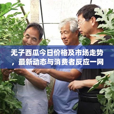 無(wú)子西瓜今日價(jià)格及市場(chǎng)走勢(shì)，最新動(dòng)態(tài)與消費(fèi)者反應(yīng)一網(wǎng)打盡