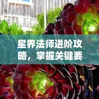 星界法師進(jìn)階攻略，掌握關(guān)鍵要素，輕松走上巔峰之路！