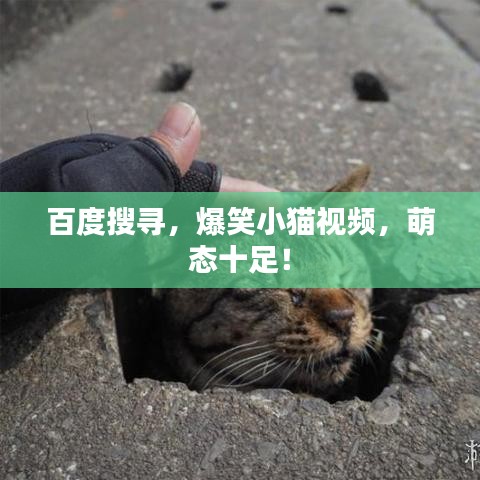 百度搜尋，爆笑小貓視頻，萌態(tài)十足！