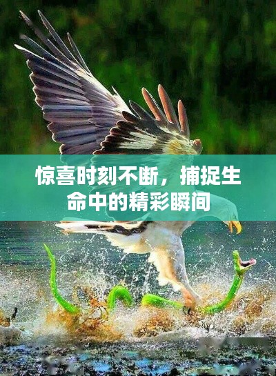 驚喜時(shí)刻不斷，捕捉生命中的精彩瞬間