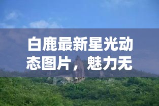 白鹿最新星光動(dòng)態(tài)圖片，魅力無限，光彩奪目