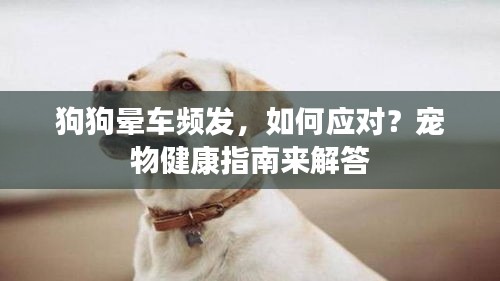 狗狗暈車頻發(fā)，如何應對？寵物健康指南來解答