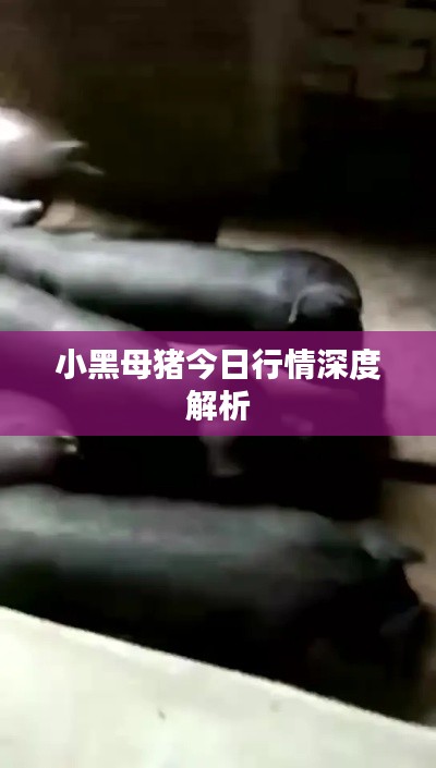 小黑母豬今日行情深度解析