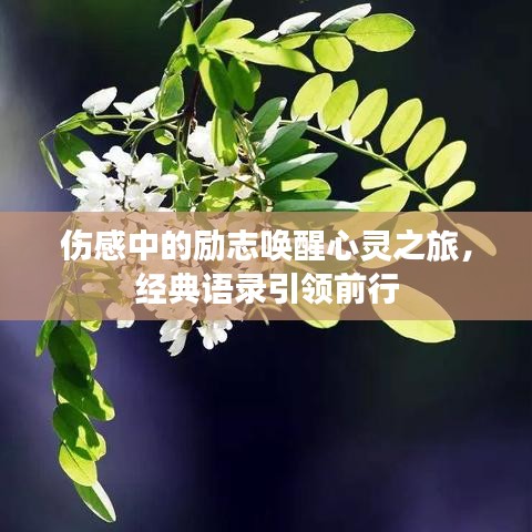 傷感中的勵(lì)志喚醒心靈之旅，經(jīng)典語(yǔ)錄引領(lǐng)前行