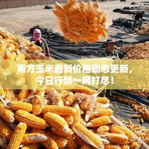 南方玉米最新價格動態(tài)更新，今日行情一網(wǎng)打盡！