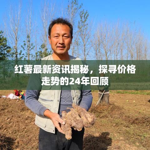 紅薯最新資訊揭秘，探尋價格走勢的24年回顧