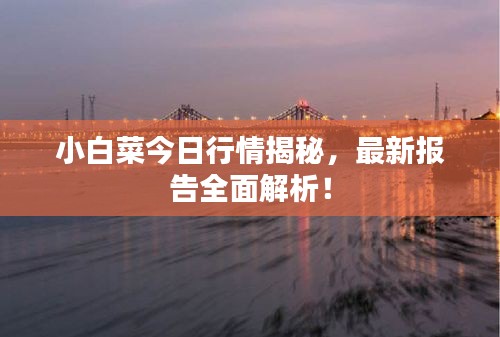 小白菜今日行情揭秘，最新報(bào)告全面解析！