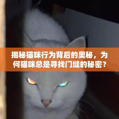揭秘貓咪行為背后的奧秘，為何貓咪總是尋找門縫的秘密？
