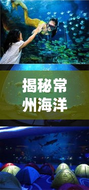 揭秘常州海洋世界排名與重要性，探尋藍(lán)色星球的神秘魅力！