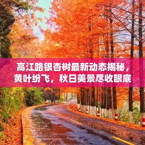 高江路銀杏樹最新動(dòng)態(tài)揭秘，黃葉紛飛，秋日美景盡收眼底