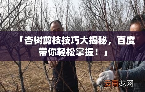 「杏樹剪枝技巧大揭秘，百度帶你輕松掌握！」