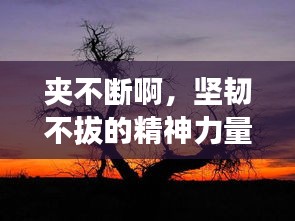 夾不斷啊，堅韌不拔的精神力量