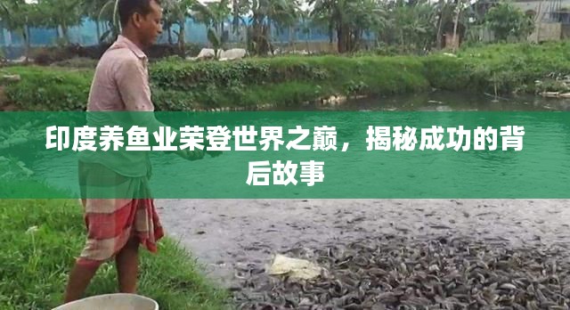 印度養(yǎng)魚業(yè)榮登世界之巔，揭秘成功的背后故事